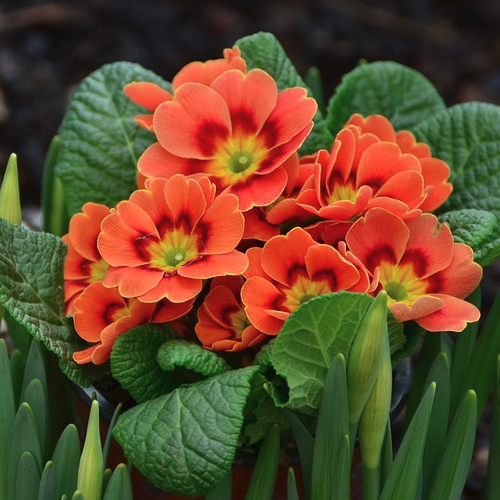 Primula japonica - Primula Hoogte: 30 - 40 Kleur: Roze Wintergroen: Nee Bloeiperiode: April - Mei