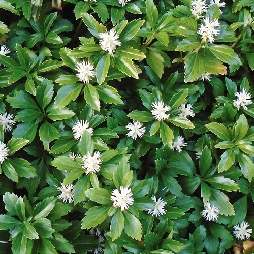 Pachysandra terminalis - Schaduwkruid Hoogte: 10 - 15 cm Kleur: Wit Wintergroen: Ja Bloeiperiode: Maart - April