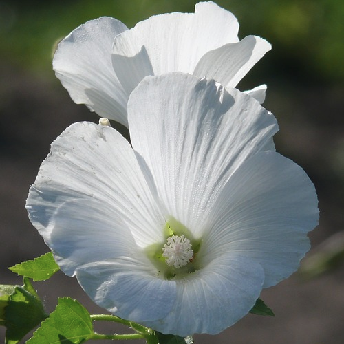 Lavatera ‘Barnsley‘ – Struikmalva Hoogte: 140 - 160 cm Kleur: Roze Wintergroen: Nee Bloeiperiode: Juni - September