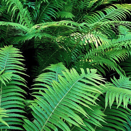 Polystichum - Varen Hoogte: 50 - 60 cm Kleur: Niet van toepassing Wintergroen: Ja Bloeiperiode: Niet van toepassing