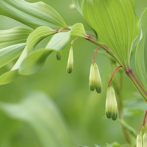Polygonatum - Salomonszegel Hoogte: 40 - 60 cm Kleur: Wit Wintergroen: Nee Bloeiperiode: Mei - Juni