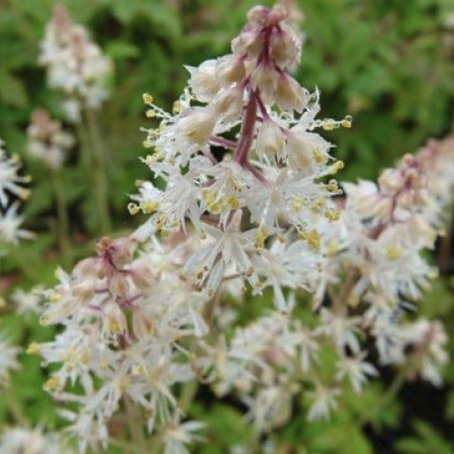 Tiarella cordifolia - Schuimbloem Hoogte: 15 - 20 cm Kleur: Roze Wintergroen: Nee Bloeiperiode: April - Mei