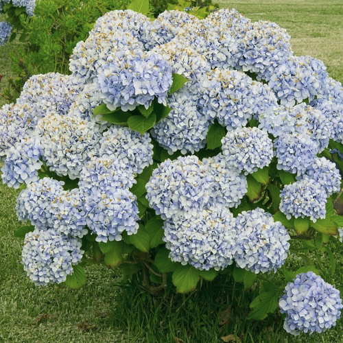 Hydrangea arb. ‘Grandiflora‘ – Hortensia Hoogte: 100 - 200 cm Kleur: Wit Wintergroen: Nee Bloeiperiode: Juli - Augustus