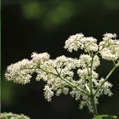 Sambucus - Vlier Hoogte: 100 - 400 cm Kleur: Wit/Roze Wintergroen: Nee Bloeiperiode: Mei - Juni