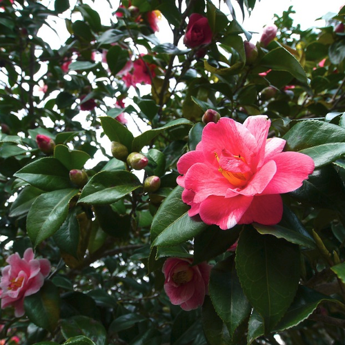 Camelia - Camelia Hoogte: 100 - 300 Kleur: Meerdere mogelijkheden Wintergroen: Ja Bloeiperiode: Februari - April