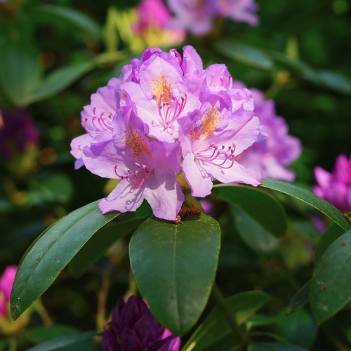 Rhododendron - Rhododendron Hoogte: 100 - 300 cm Kleur: Meerdere mogelijkheden Wintergroen: Ja Bloeiperiode: Verschillende
