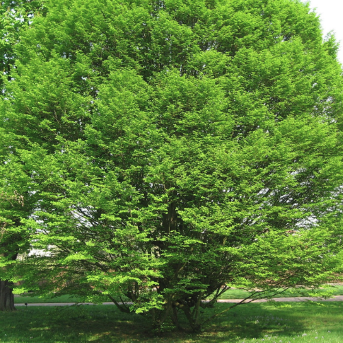 Carpinus betulus ‘Fastigiata‘ – Haagbeuk Hoogte: 15 - 18 m Kleur: Geel / groen Wintergroen: Nee Bloeiperiode: April