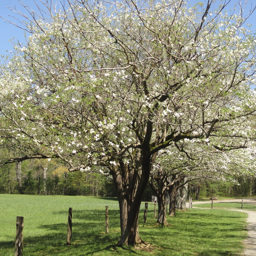Cornus - Kornoelje Hoogte: 4 - 8 m Kleur: Meerdere kleuren mogelijk Wintergroen: Nee Bloeiperiode: April - Mei