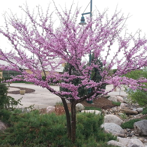 Cercis - Judasboom Hoogte: 8 - 10 m Kleur: Roze Wintergroen: Nee Bloeiperiode: Gehele seizoen