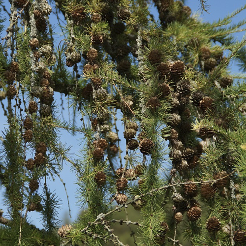 Larix - Lariks Hoogte: 25 - 35 m Kleur: Niet van toepassing Wintergroen: Ja Bloeiperiode: Niet van toepassing