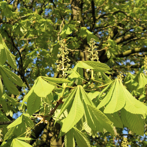 Aesculus - Kastanje Hoogte: 20 - 25 m Kleur: Wit Wintergroen: Nee Bloeiperiode: Mei - Juni