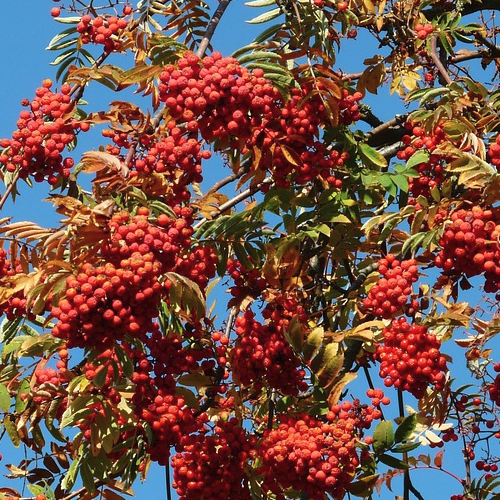 Sorbus - Lijsterbes Hoogte: 10 - 15 m Kleur: Wit Wintergroen: Nee Bloeiperiode: Mei - Juni