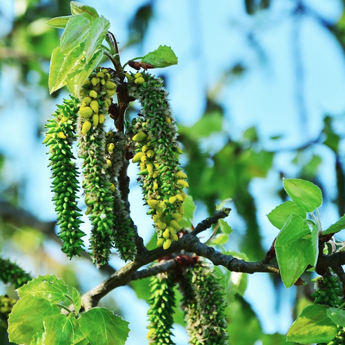 Populus tremula - Ratelpopulier Hoogte: 30 - 35 m Kleur: Niet van toepassing Wintergroen: Nee Bloeiperiode: Mei