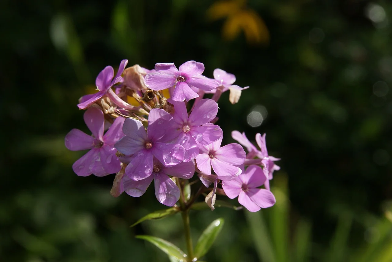 Phlox paniculata - Vlambloem Hoogte: 60 - 120 cm Kleur: Meerdere mogelijkheden Wintergroen: Nee Bloeiperiode: Juni - Oktober