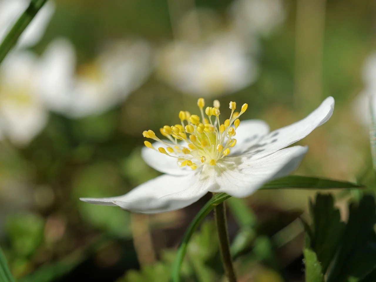 Anemone nemerosa - Bos-anemoon Hoogte: 15 - 20 cm Kleur: Wit Wintergroen: Nee Bloeiperiode: April - Mei
