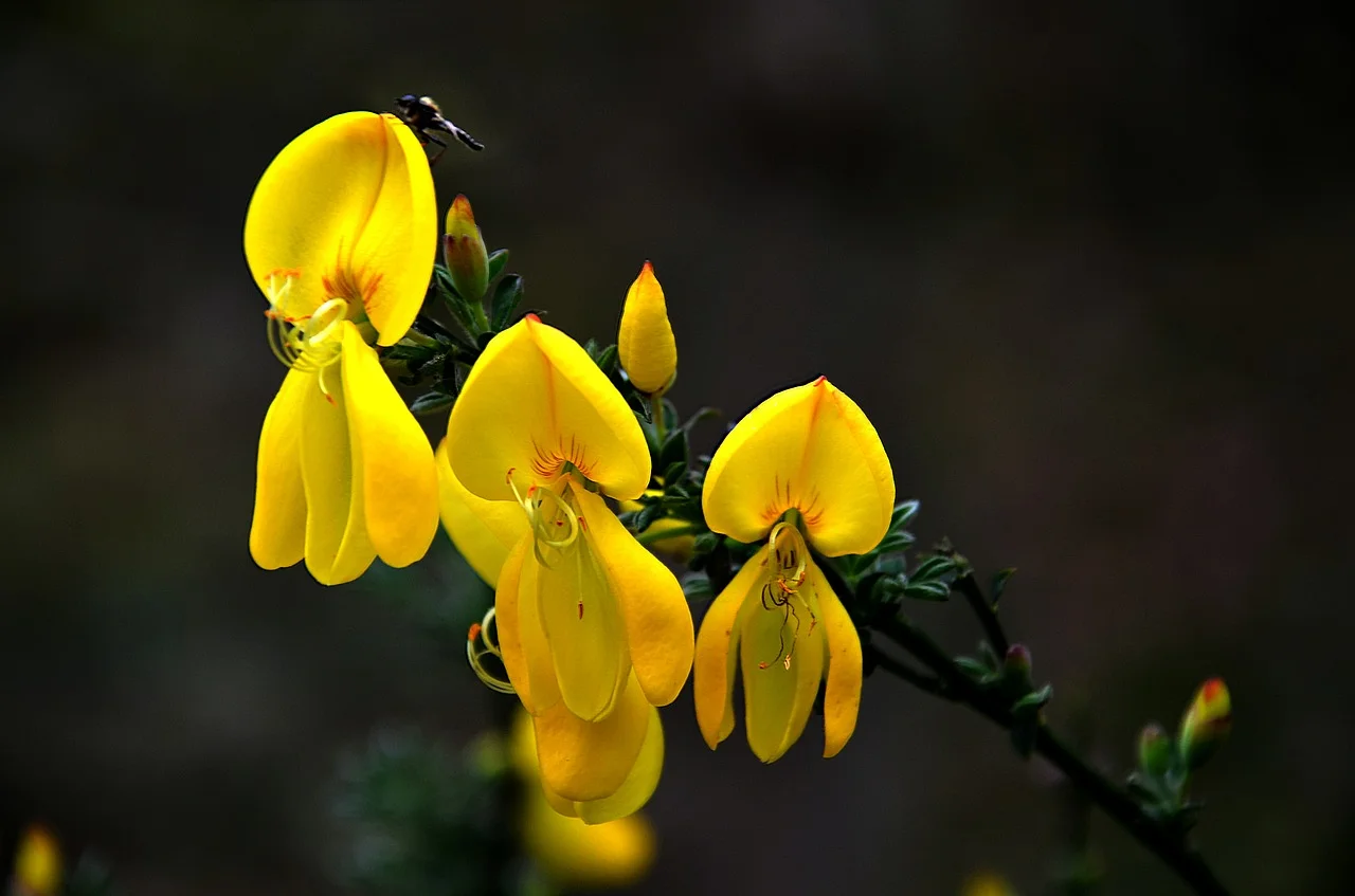 Cytisus scoparius - Brem Hoogte: 100 - 200 cm Kleur: Geel Wintergroen: Half Bloeiperiode: Mei - Juni