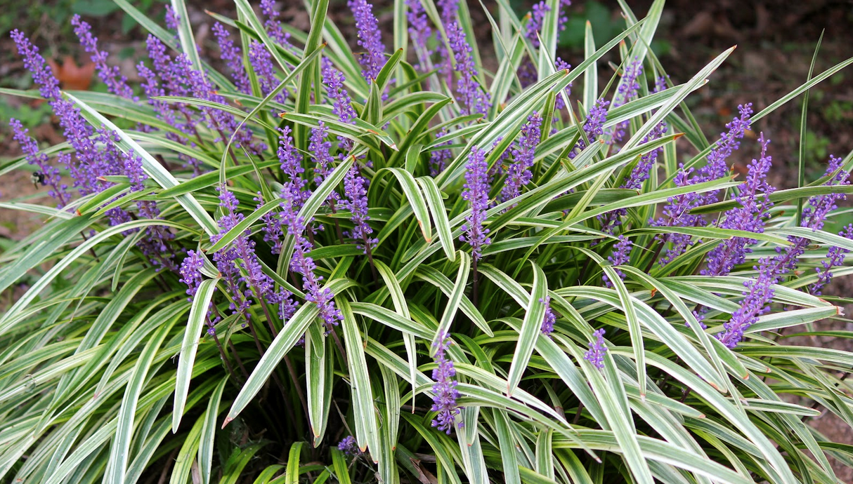 Lirope muscari - Leliegras Hoogte: 25 - 30 cm Kleur: Paars Wintergroen: Nee Bloeiperiode: Juli - Oktober