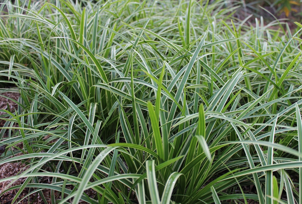 Carex morrowii - Zegge Hoogte: 30 - 40 cm Kleur: Niet van toepassing Wintergroen: Ja Bloeiperiode: April - Mei