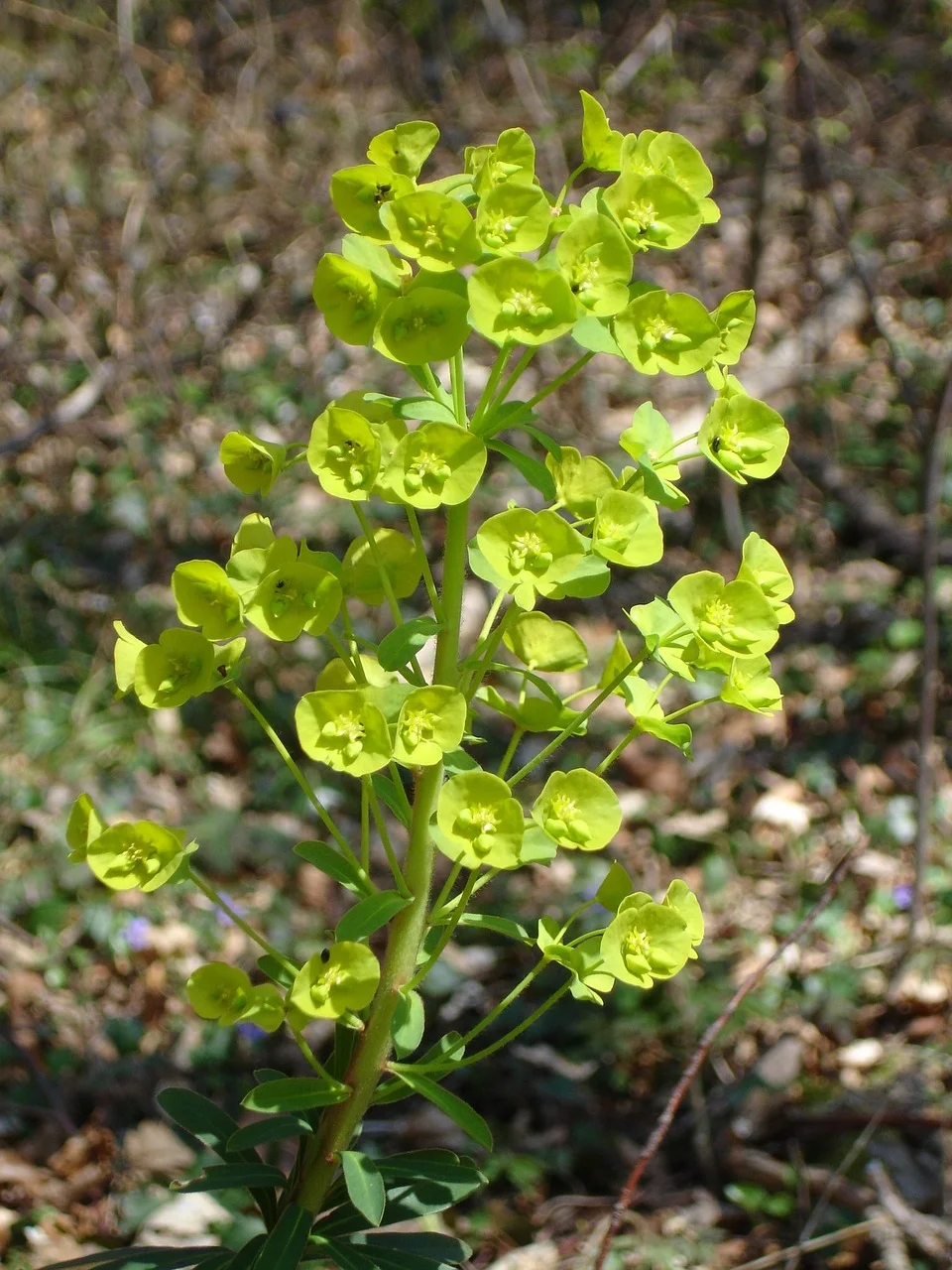 Euphorbia x martinii - Wolfsmelk Hoogte: 40 - 60 cm Kleur: Niet van toepassing Wintergroen: Ja Bloeiperiode: April - Mei