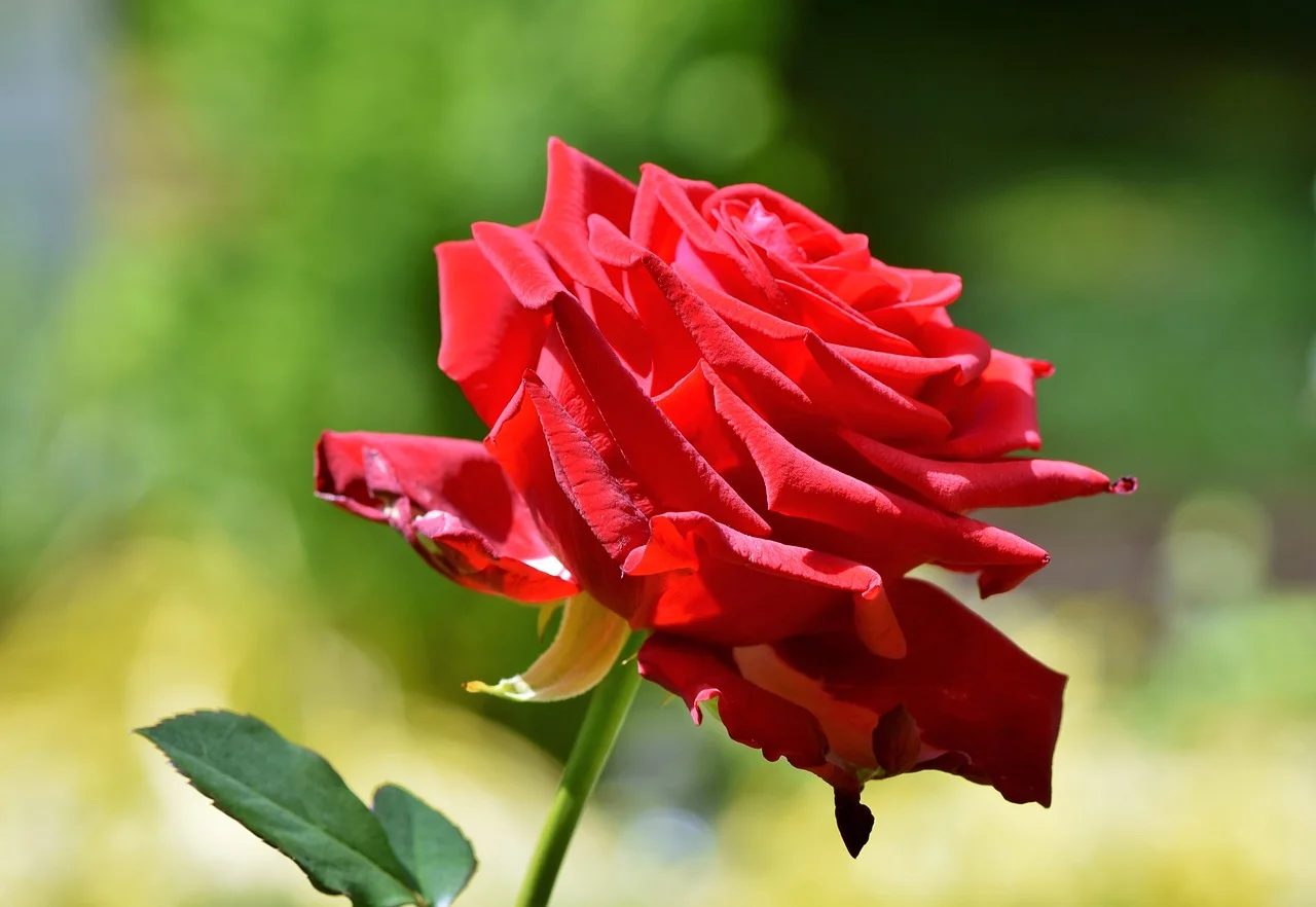 Rosa - Roos Hoogte: 50 - 70 cm (Meerdere opties) Kleur: Meerdere mogelijkheden Wintergroen: Nee Bloeiperiode: Meerdere mogelijkheden