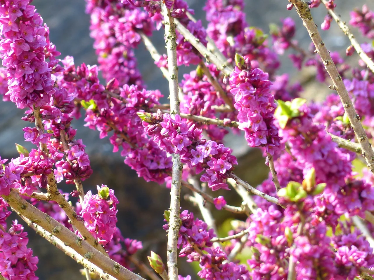 Daphne mezereum - Peperboompje Hoogte: 80 - 120 cm Kleur: Paars Wintergroen: Nee Bloeiperiode: April - September
