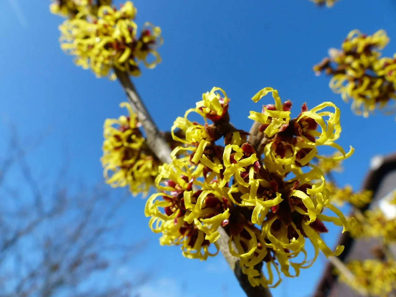 Hamamelis mollis - Chinese toverhazelaar Hoogte: 200 - 500 cm Kleur: Geel Wintergroen: Nee Bloeiperiode: December Maart