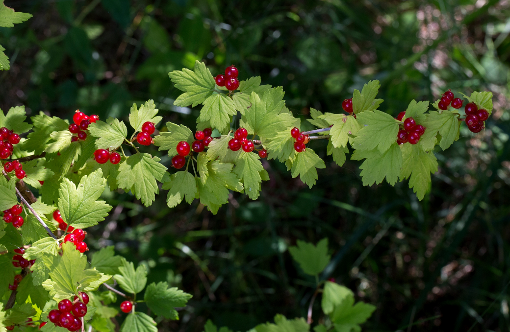 Ribes alpinum - Alpenbes Hoogte: 40 - 120 cm Kleur: Roze Wintergroen: Nee Bloeiperiode: Mei