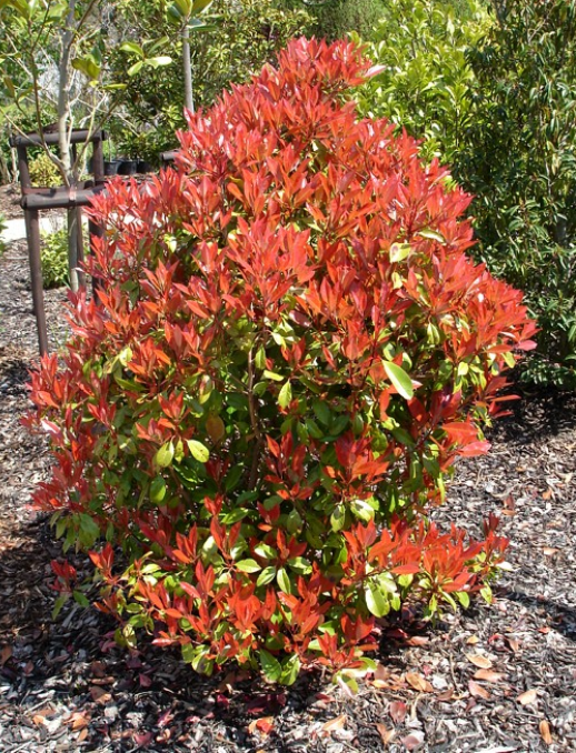 Photinia fraseri 'Red Robin' - Glansmispel Hoogte: 150 - 200 cm Kleur: Rood Wintergroen: Ja Bloeiperiode: Mei