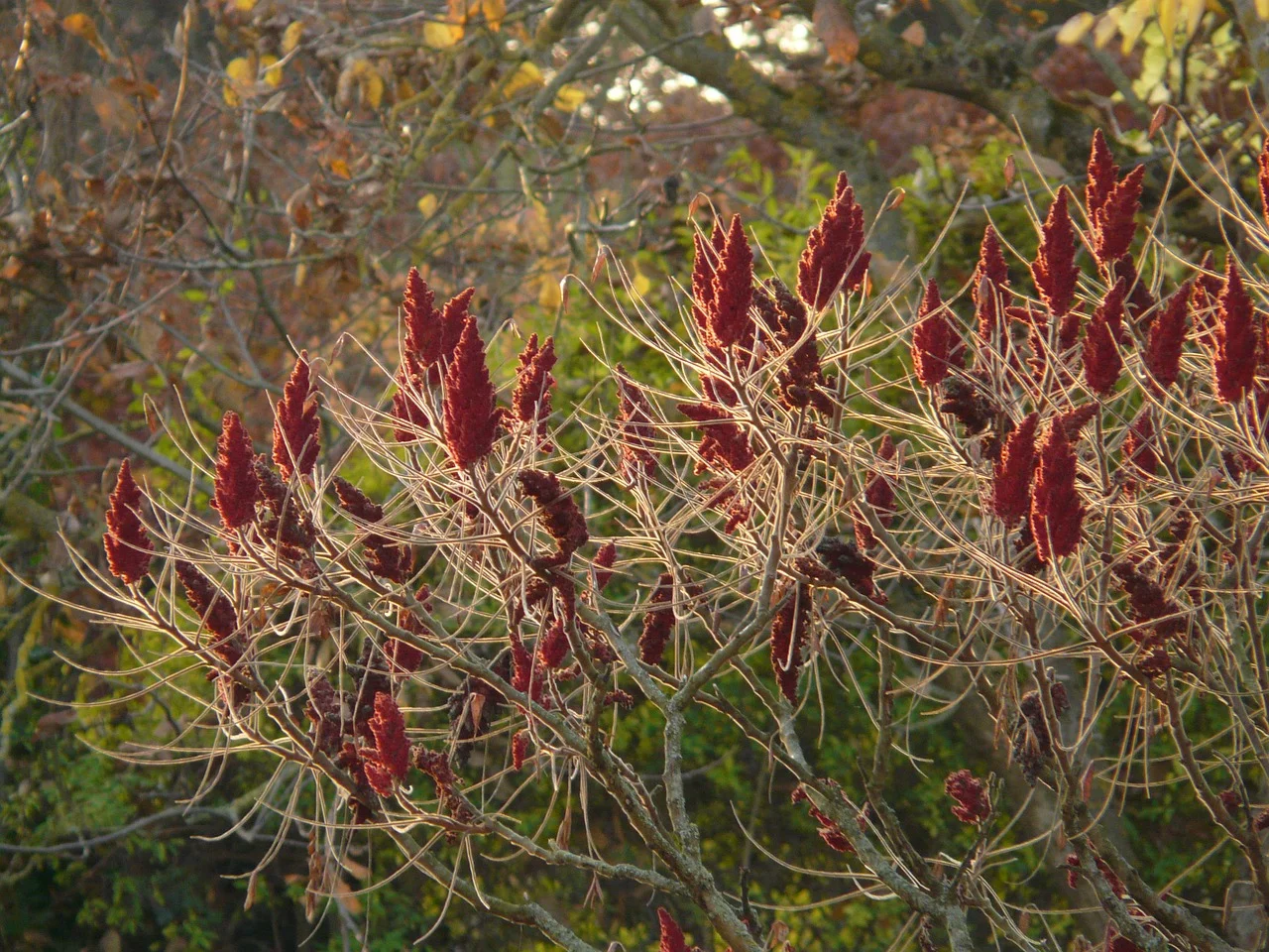 Rhus typhina - Fluweelboom Hoogte: 200 - 450 cm Kleur: Geel Wintergroen: Nee Bloeiperiode: Juni - Juli