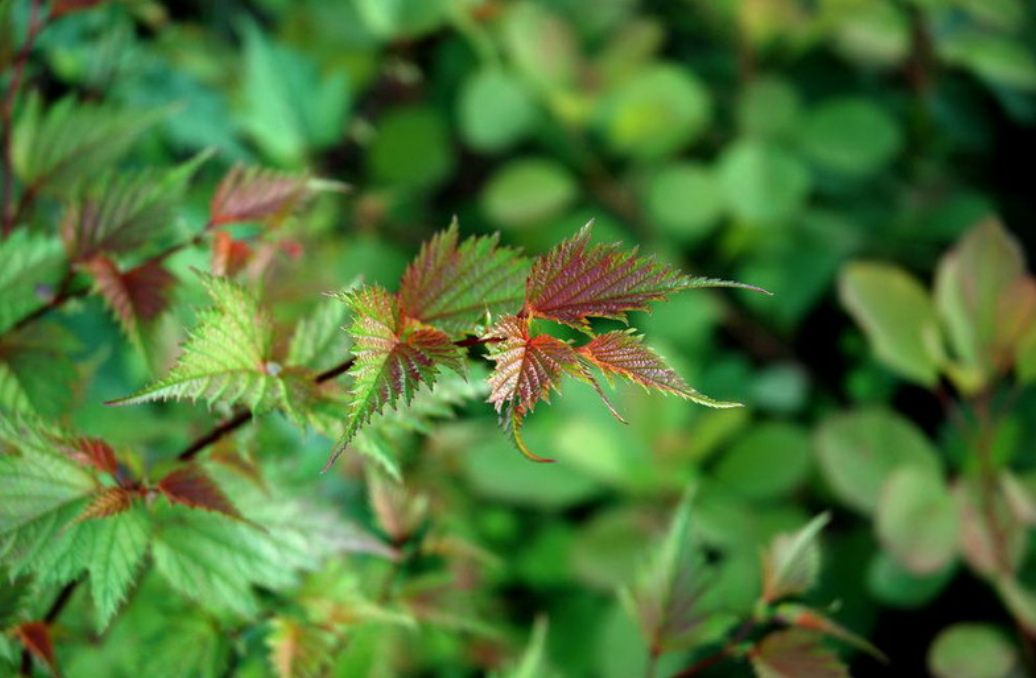 Stephanandra tanakae - Grote kransspirea Hoogte: 100 - 150 cm Kleur: Wit Wintergroen: Nee Bloeiperiode: Juni - Juli