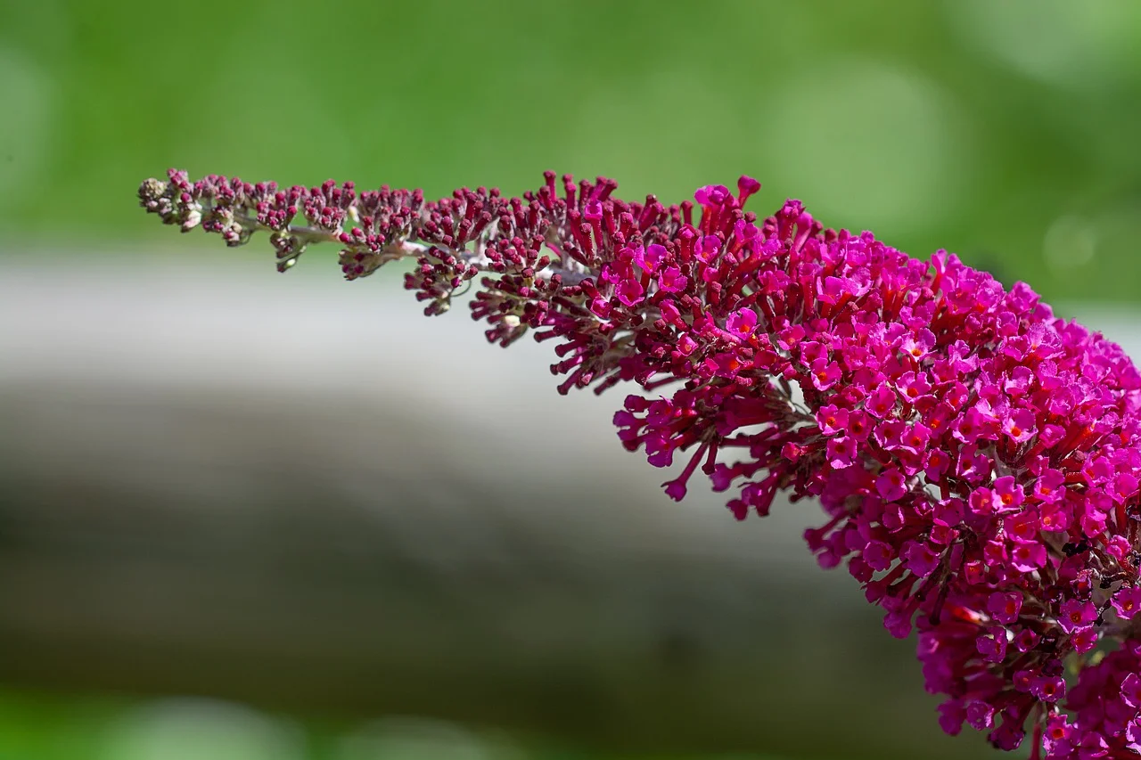 Budleija davidii - Vlinderstruik Hoogte: 100 - 150 cm Kleur: Roze / Paars Wintergroen: Nee Bloeiperiode: Mei / Juli