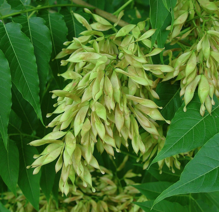 Ailanthus altissima - Hemelboom Hoogte: 20 - 25 m Kleur: Wit Wintergroen: Nee Bloeiperiode: Juni - Augustus
