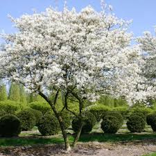 Amelanchier lamarckii - Amerikaans krentenboompje Hoogte: 100 -400 cm Kleur: Wit Wintergroen: Nee Bloeiperiode: April - Mei
