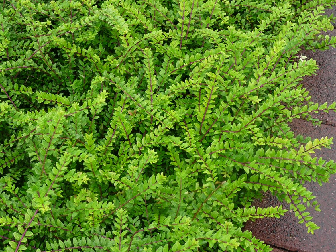 Lonicera nitida - Struikkamperfolie Hoogte: 50 -100 cm Kleur: Wit Wintergroen: Ja Bloeiperiode: April - Mei