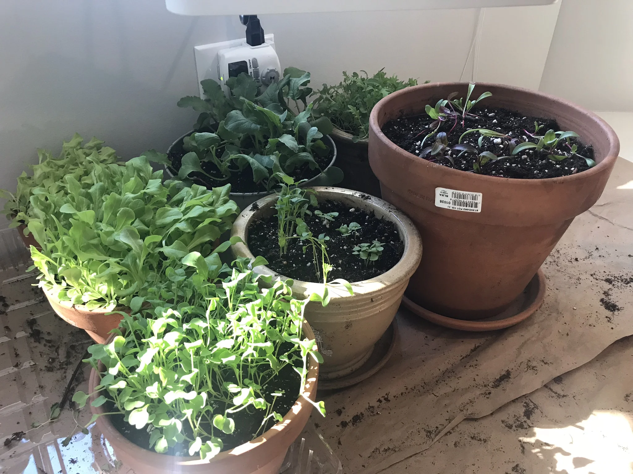 Week 4 Indoor Vegetable Garden Update