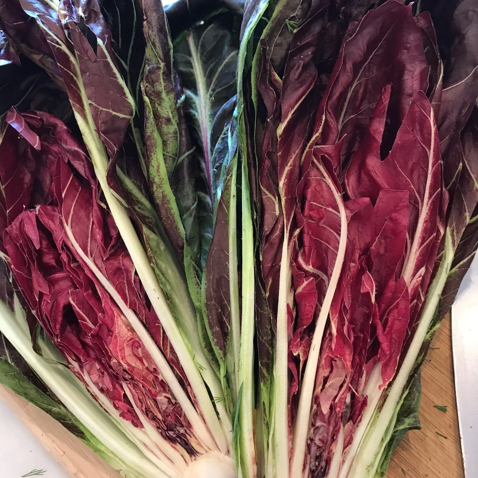 Radicchio.JPEG