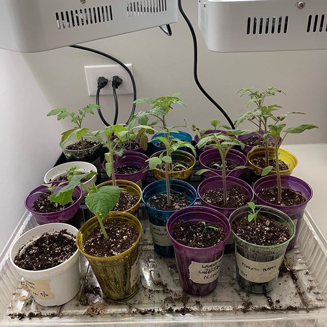 Transplants are coming along well under the grow lights! Just a few more weeks indoors to go...