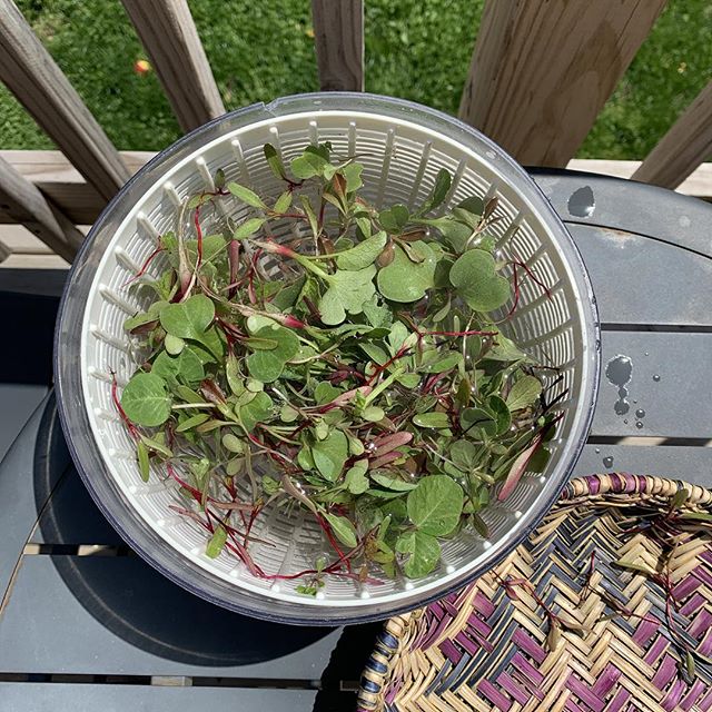 Finally got around to thinning my seedlings and now I have delicious microgreens! 
#chicagogardening #vegetablegardening #urbangarden #urbangardening #vegetablegarden #microgreens #seedlings #radishes #peas #peashoots #lettuce