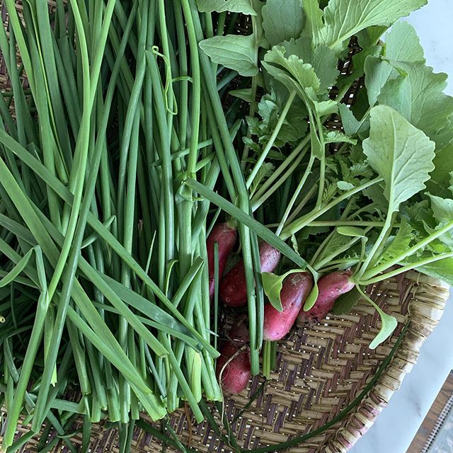 Radishes and chives for days!!