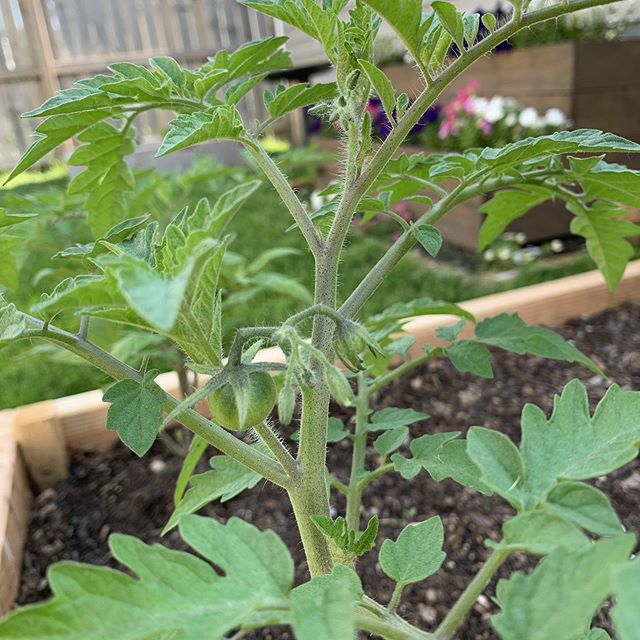 Exciting! We have our first two tomatoes already! Much faster than last year for some reason. Large red cherry tomato ftw!
.
.
.
.
.
.
#vegetablegarden #vegetablegardening #urbangarden #urbangardening #backyardtotable #backyardtokitchen #tomatoes #to