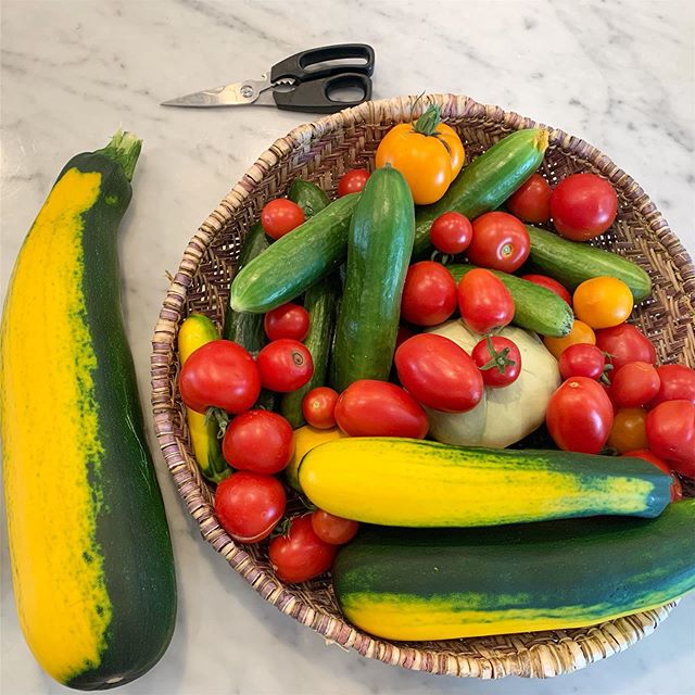 You guys, we went out of town for 5 days. 5 days! And this isn&rsquo;t even the beets, green onions, beans, etc. crazy. .
.
.
#urbangarden #urbangardening #urbanvegetablegarden #chicagogardening #backyardtotable