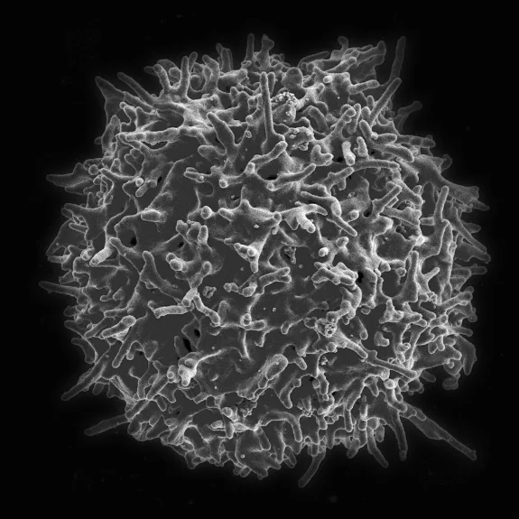 t-cell-1024x575_BW.jpg