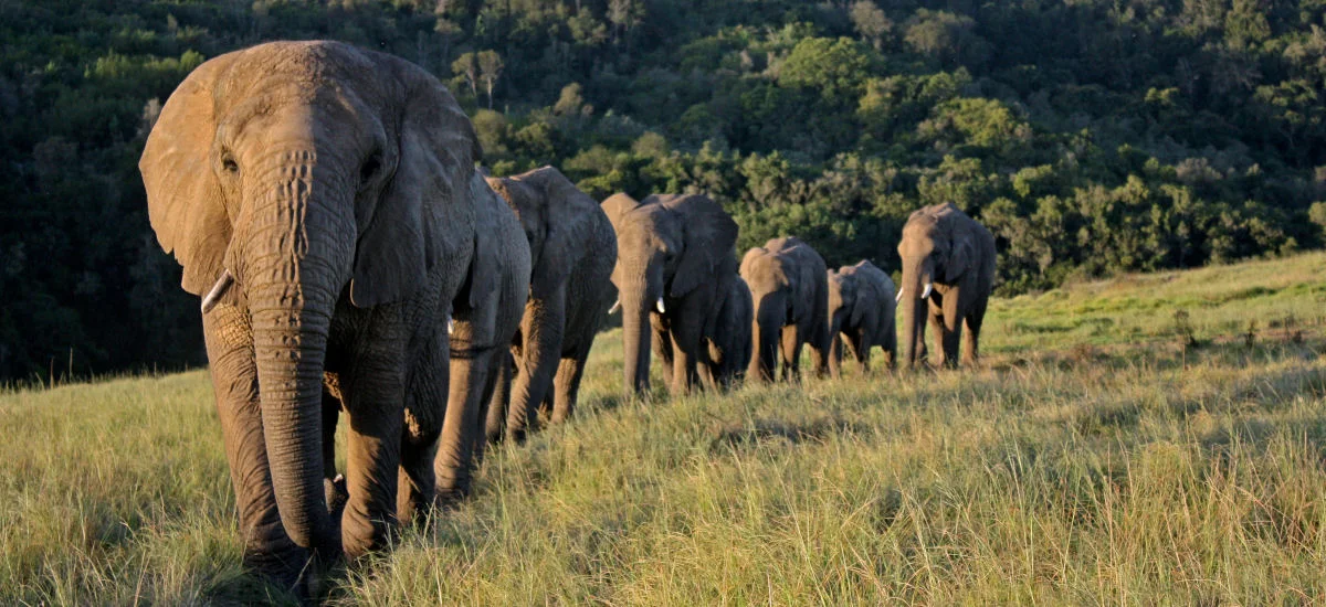 4 DAY GARDEN ROUTE AND KAROO EXPERIENCE