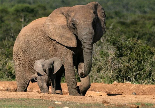 Addo SA.jpg
