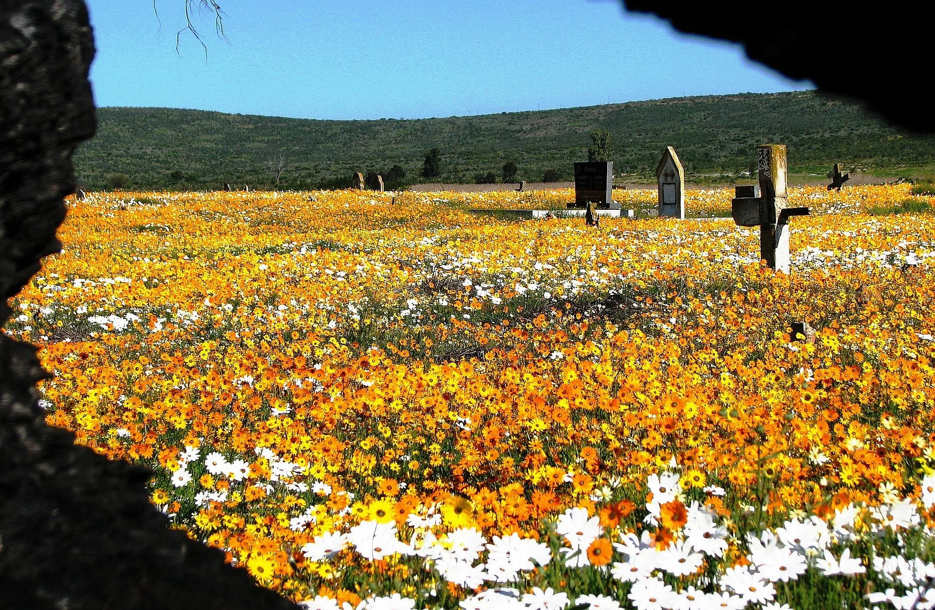 Namaqualand-flowers-graveyard.jpg