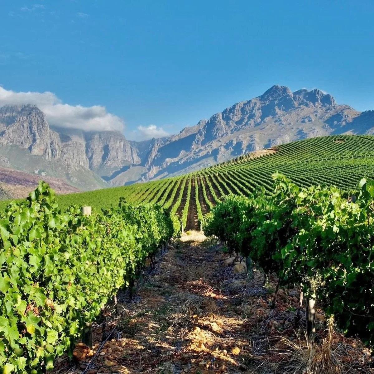 It&rsquo;s South African Wine&rsquo;s birthday 🎉 And we owe a lot to the Winelands. 🍷 

The vineyards, the people, the long lunches, the stories shared across tasting tables. Our wine tours are what put Reveler on the map, and they continue to shap