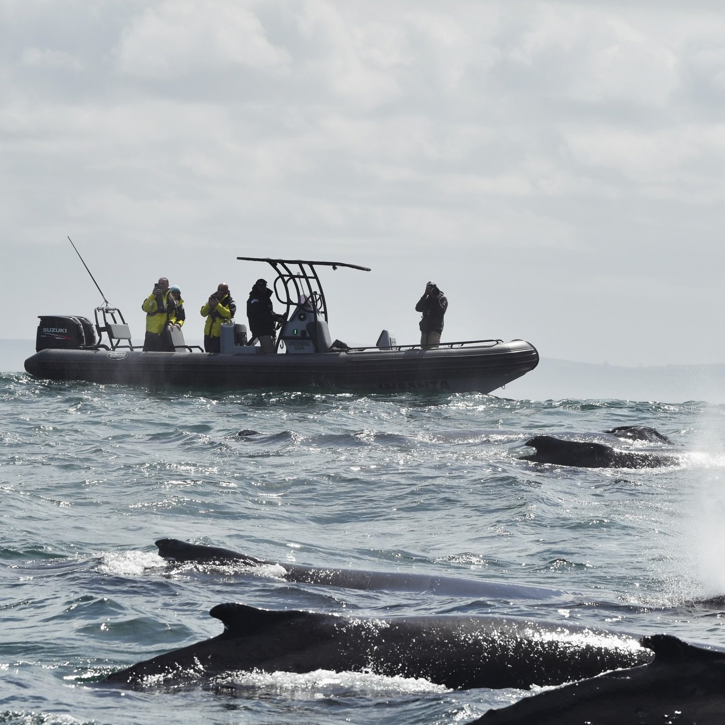 EVERY single expedition this season saw whales&hellip;

Late February marked the close of the 2025&ndash;26 Humpback Supergroups season, one defined by unprecedented numbers and plenty of cause for celebration. Across 5,000 nautical miles along the W