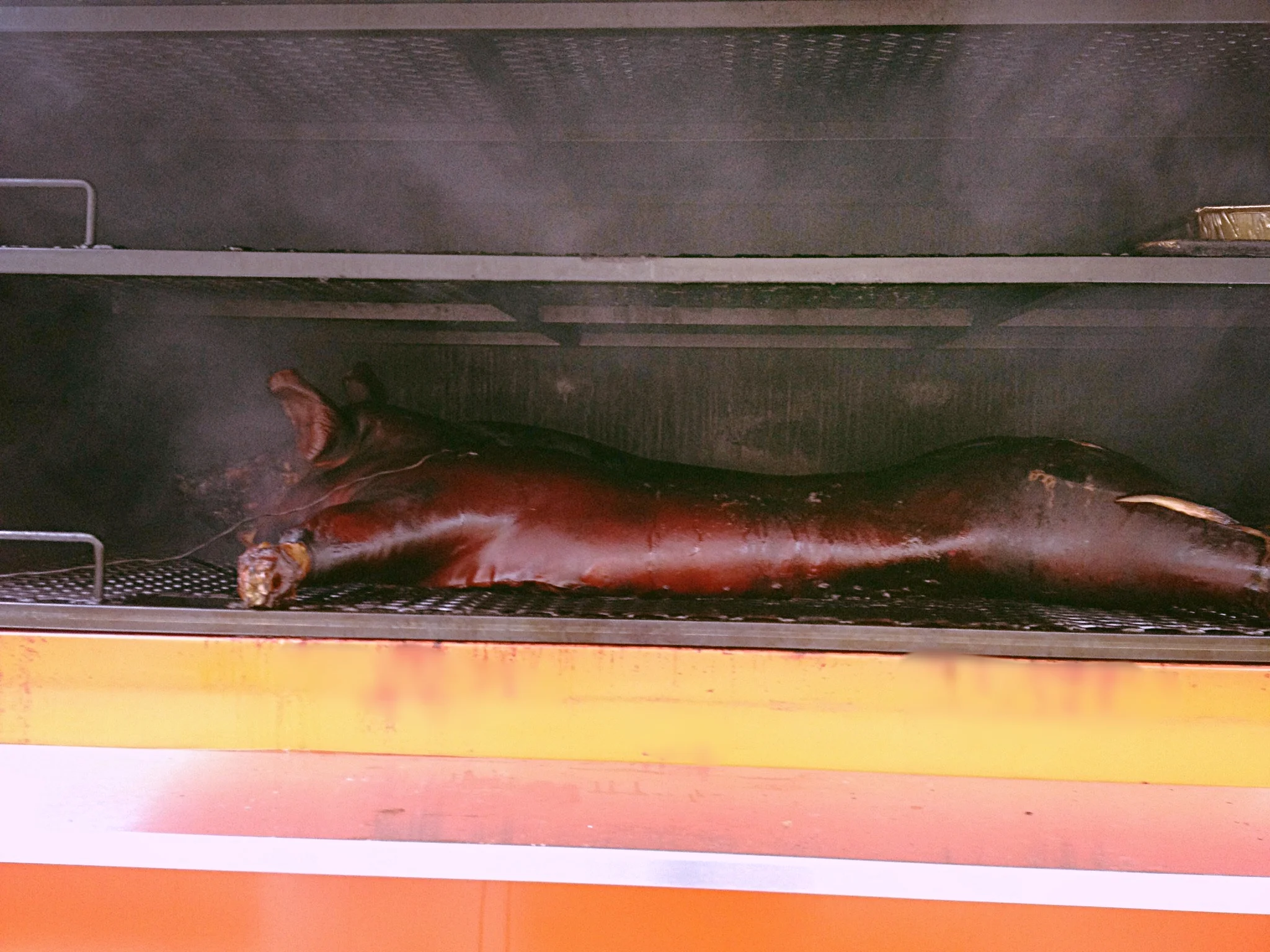 pig in mixon IMG_5066.JPG