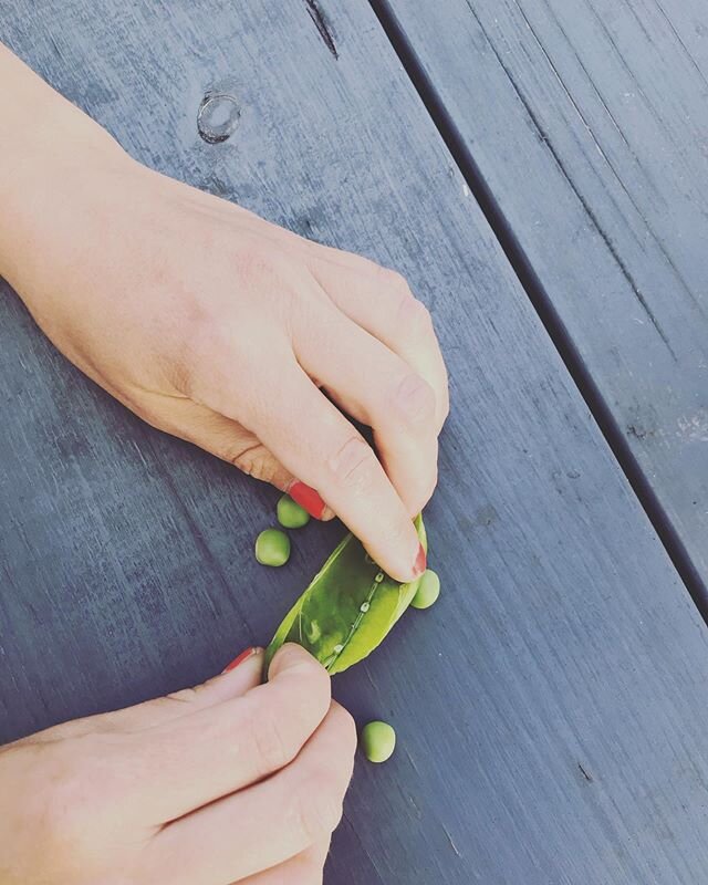 Vi &auml;r tillbaka! Och sommaren &auml;r h&auml;r! Och denna veckan s&auml;ger vi hj&auml;rtligt v&auml;lkommen till en dansk liten sprit&auml;rta. Den finns p&aring; middagsmenyn tillsammans med tortelloni i sm&ouml;rig gr&ouml;n buljong!
🍝🍝🍝
Im