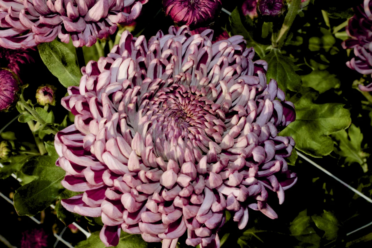 Chrysanthemums Heirloom 7 Varieties Understory Farm Chrysanthemums Heirloom 7 Varieties Understory Farm